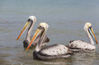 canvas print picture - Pelican
