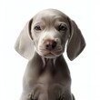 Weimaraner Puppy Love in Every Paw: Pawfect Moments, Generative AI