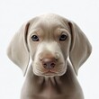 Cute Weimaraner Doggy Delight: Endearing Innocence, Generative AI