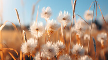 Grass In The Wind HD 8K Wallpaper Stock Photographic Image