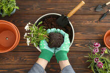 Transplanting. Woman With Flowers, Empty Pots And Gardening Tools At Wooden Table, Top View