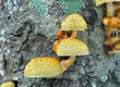 Edible mushrooms (Pholiota adiposa)