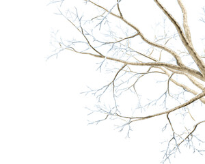 Wall Mural - Isolated close up snow covered branches