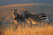 Cape mountain zebras (Equus zebra) in grassland at sunrise, Mountain Zebra National Park, South Africa.