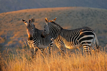 Poster - Cape mountain zebras (Equus zebra) in grassland at sunrise, Mountain Zebra National Park, South Africa.