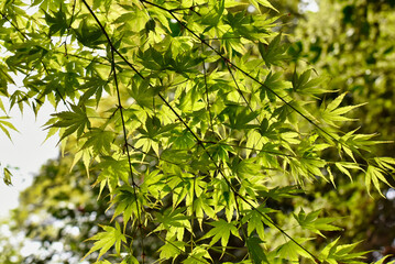Japanese Maple