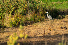 Great Blue Heron On A Sunny Morning At The Water's Edge. Swamp Grasses And Reeds Form The Background