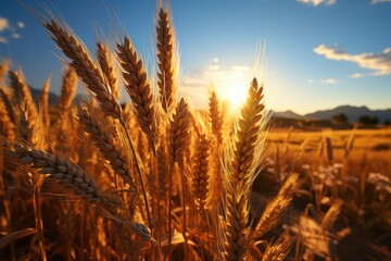 Wall Mural - golden cereal corn field with blue sky (Generative AI)