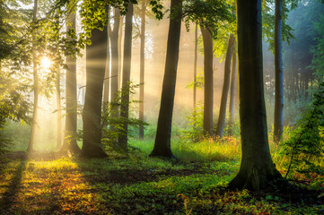 Wall Mural - Sunny morning in the forest