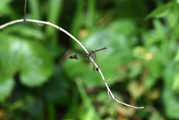 Sticker - A Sympetrum baccha matutinum female. Libellulidae sympetrum dragonfly. The dark brown markings on the tips of the wings are characteristic.