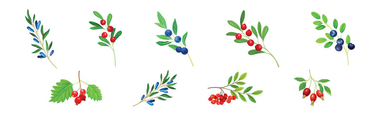 Wall Mural - Berry Twig and Branch with Leafy Stem and Hanging Fruit Vector Set