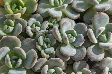 Flowers type Echeveria Jelly Snow Angel. The succulent cactus plant. Green flower nature foliage background. Growing cacti at home. Floriculture. Leaves natural aesthetic. Flora leaf texture.