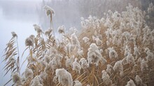 Pampas Grass Flower By The Foggy Lake