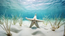 Starfish Underwater Over White Sand An Sea Grass