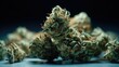 Cannabis, Dried cannabis buds of medical cannabis.