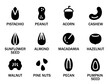 Set of various nuts and seeds. Set of nuts with their names. Concept of healthy eating, proper diet, vegetarian. Almonds, Walnuts, Cashews, Macadamia, Peanuts. Vector illustration in monochrome style