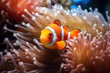 Clown Fish Swims In The Sea On The Background Of Coral Reefs