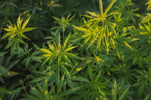 Cannabis Plants Growing In Field