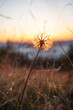 © Andrii Marushchynets - Dawn in the Ukrainian Carpathians. The sun shines through the dandelion. Natural background.