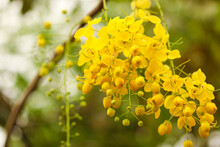 Golden Shower Tree Flower - For Indian Festival Vishu