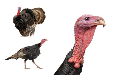 Poster - portrait bronze male turkey isolated on a white background