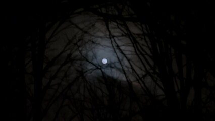 Wall Mural - Dark clouds past shining full moon at night time with spooky tree branches. Wide shot