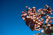 Close-up Of Pistachio Cluster On Tree Ready For Harvesting