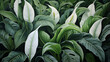 Peace Lily or Spathiphyllum wallpaper, nature background,  watercolor illustration	