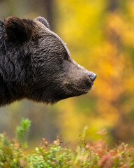 Wall Mural - brown bear portrait in the autumn forest