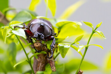 Wall Mural - It is a type of insect that lives in Thailand and is called a deer insect.