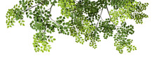Tree Branches Leafs Top Compositions On Transparent Backgrounds 3d Rendering Png