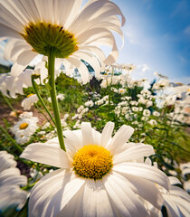 Sticker - Blooming of chamomile flowers on blue sky background in botanical garden. Asteraceae family plants - Daisies, Dox-eye, Common daisy, Dog daisy, Moon daisy. Anamorphic macro photography.