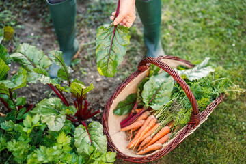 Wall Mural - Harvesting mangold leaves and carrots from her organic vegetable garden