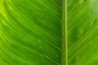 © Teerapong - tropical leaves, abstract green leaves texture, nature background. Close-up tree leaf background. Natural background. Macro leaf. soft focus