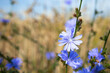 cykoria zioła podróżnik niebieski kwiat polny kwiat przydrożny kwiat natura przyroda piękno lata słonecznie flower