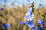 Fototapeta  - cykoria zioła podróżnik niebieski kwiat polny kwiat przydrożny kwiat natura przyroda piękno lata słonecznie flower