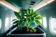 Grünes Fliegen, Pflanzenwuchs in einem Flugzeug als Symbol für nachhaltige Luftfahrt und Verkehr.