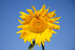 słonecznik  sunflower żółty kwiat kwiat natura przyroda piękno lata słonecznie flower 向日葵 向日葵 kwiat na tle nieba piękno niebo lato w ogrodzie