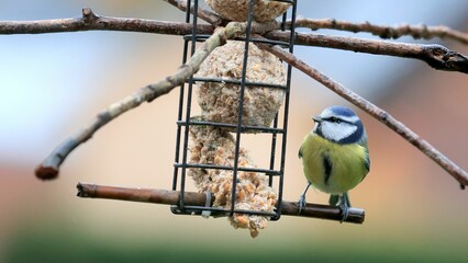 Wall Mural - Closeup of a blue tit (lat. Cyanistes caeruleus) on a branch near a feeder on blurred background