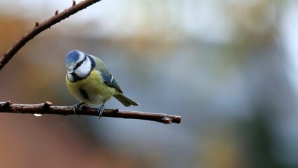 Wall Mural - Closeup of a blue tit (lat. Cyanistes caeruleus) perched to a branch of a tree on blurred background