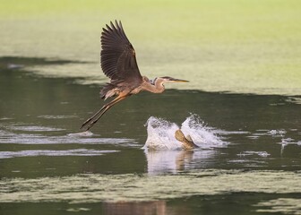 Poster - Great blue heron soaring over a tranquil body of blue water, with a bright orange fish swimming