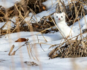 Sticker - White snow ferret stands in a snowy landscape, looking out with curiosity