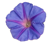 Violet Morning Glory (Ipomoea) Flower Isolated On White