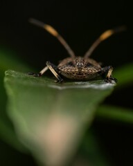 Canvas Print - Small insect on a bright green leaf against a dark background