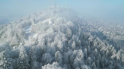 Canvas Print - Drone landscape scene over high forest trees top with hazy sky