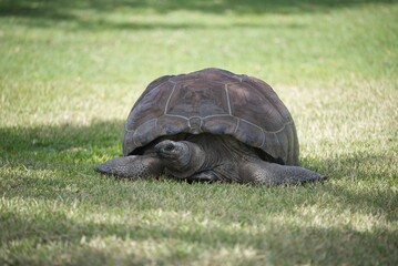 Poster - Galapagos giant tortoise laying in the shadow on the green grass with blur background