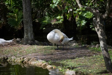 Canvas Print - Mute swan with a bent neck stands on the lake shore at the zoo on a sunny day