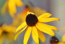 Closeup Shot Of A Yellow Rudbeckia Flower In A Field On A Blurred Background