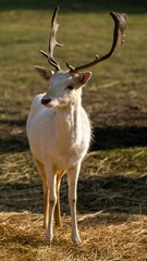 Sticker - White-tailed deer standing on a grassy meadow on a sunny day