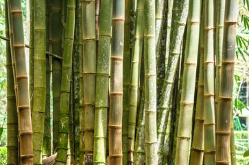 Wall Mural - Vertical pile of bamboo trees